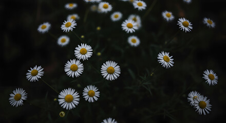 Field of white daisies © FotoSphere
