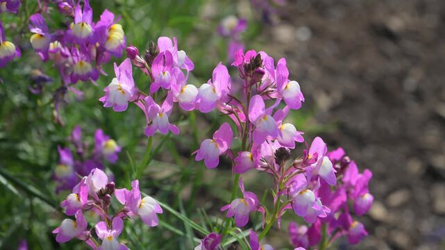 Beautiful Moroccan toadflax (Linaria maroccana) flowers.