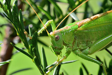 Macro portrait of head Great green bush-cricket with antennae 
