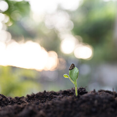 Pumpkin sprout seeding, backyard home gardening
