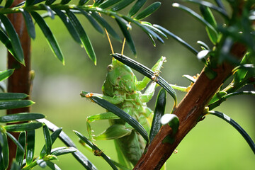 Great green bush-cricket  blends in with the green surroundings of mimicry in nature