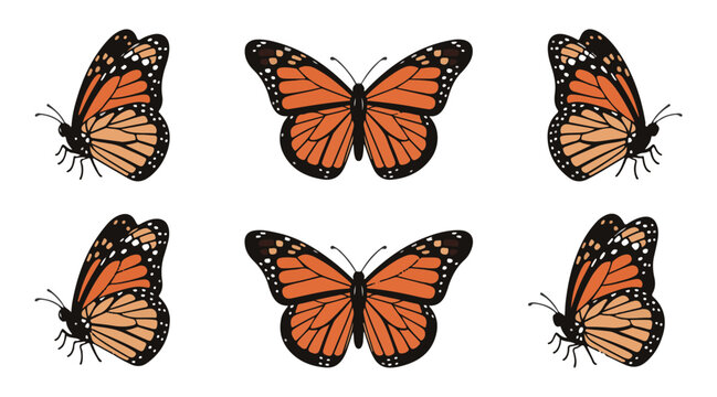 Monarch butterflies in flight and at rest, detailed wings and body, isolated on white background