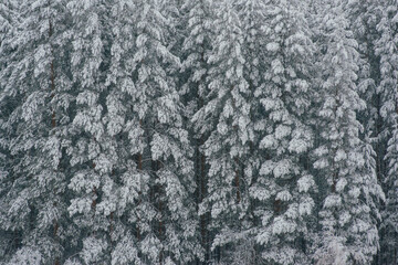 The spruce forest is covered with white snow in winter
