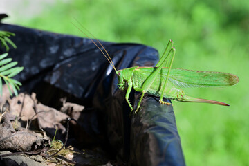 Great green bush-cricket  blends in with the green surroundings of mimicry in nature