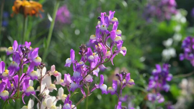 Beautiful Moroccan toadflax (Linaria maroccana) flowers.