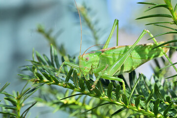 Great green bush-cricket camouflages itself in a green coniferous tree