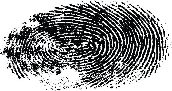 A close-up view of a black fingerprint on a white background. Black fingerprint impression isolated on a white background for security concepts