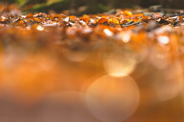 Nature's vibrant carpet of orange and brown leaves in tantalizing autumn light