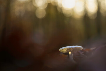 Mushroom emerges from fallen leaves at sunset in Ommen, Overijssel, capturing nature's serene beauty and tranquility