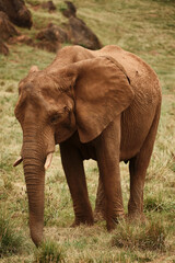 Solitary African Elephant in Natural Savannah, Vertical Close-Up