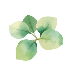 Eucalyptus leaves, watercolor style, hand painted, natural green tones, botanical design, vector
