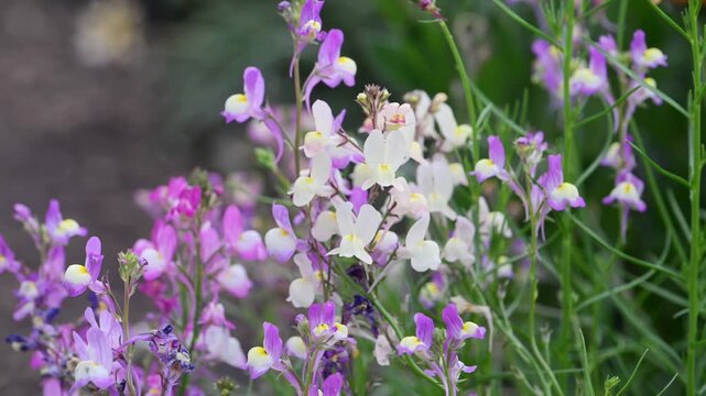 Beautiful Moroccan toadflax (Linaria maroccana) flowers.