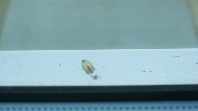 Green shield bug (Palomena prasina) escaping from the web of a Labyrinth spider, Agelena labyrinthica, on the windowsill