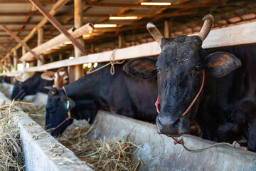 Close-up of a Thai Wagyu cow breeding in a local farm. High quality beef cattle livestock industry and agricultural farming in Thailand.
