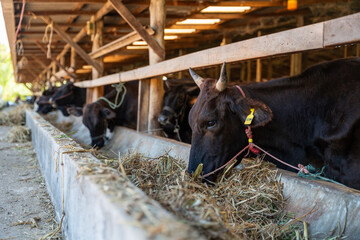 Thai Wagyu cow eating dried grass in a local farm. High quality beef cattle breeding and livestock industry in Thailand.