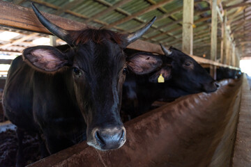 Thai Wagyu cattle being raised in a local farm. High-quality beef cattle livestock industry and agricultural farming in Thailand.