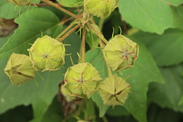 Hibiscus mutabilis, the fruit of the hibiscus seed capsule
