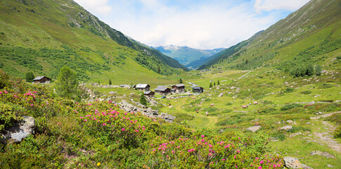 Beautiful Dischma Valley near Davos, rural hamlet Am Rhin, blooming alpine roses, switzerland