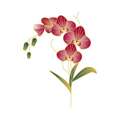 Fototapeta premium orchid isolated on white background