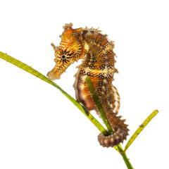 Seahorse swimming among seagrass underwater marine life isolated on transparent background