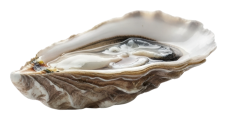 Oyster harvesting experience coastal shore food nature isolated on transparent background