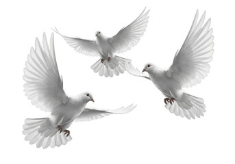 Fototapeta premium Three white doves in flight against a black background