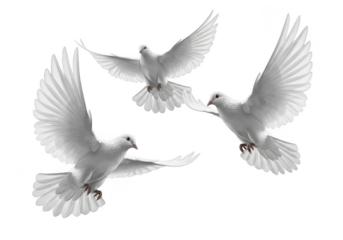 Three white doves in flight against a black background