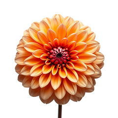 Vibrant orange dahlia in full bloom