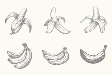 vintage engraving style Banana vector illustration. Hand-drawn tropical fruits. Template for design postcards, packaging and labels. Eps 10