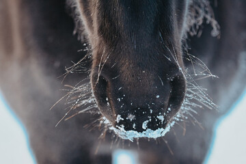 Close-up of the nose of a black horse during a snow day in winter