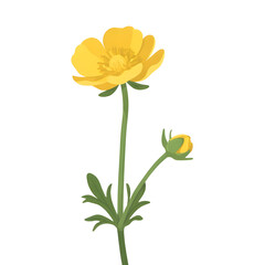 Detailed yellow flower with bud, a botanical isolated subject with a PNG with alpha channel.