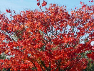(Zelkova serrata) Japanese Keaki tree or siberian elm, tree with vase-shaped crown, spreading branches and slender brownish-purple twigs clothed with attractive orange-red foliage in autumn