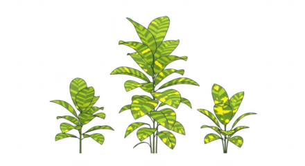 Three banana plants with green and yellow leaves isolated on transparent background