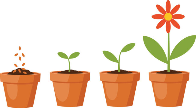 Cute plant growth stages illustration, seed sprout seedling and blooming flower in pots for education nature design vector