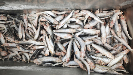 Frozen capelin fish in a market fridge