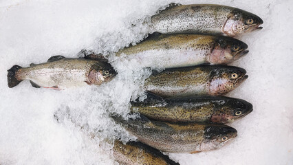 River trout fresh fish on ice in a food market