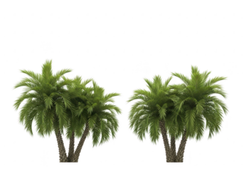 Two lush green palm trees against a black background