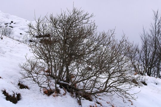 cespugli tra la neve
