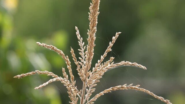 A detailed close-up vertical pan of a dry golden corn tassel covered in thin spiderwebs, set against a soft blurred green background in an agricultural field ready for harvest.

