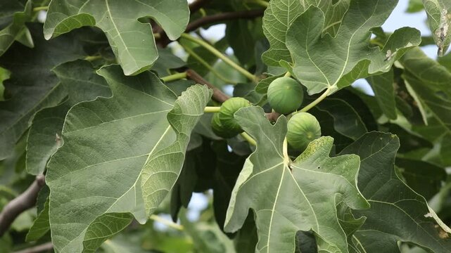 Green fig tree branches with unripe fruits swaying gently in the breeze against a blurred rural background with a house roof and cloudy sky in the evening.
