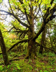 Lush moss-covered ancient tree in a dense forest