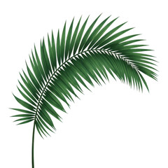 Obraz premium Vibrant green palm frond branch isolated on transparent background