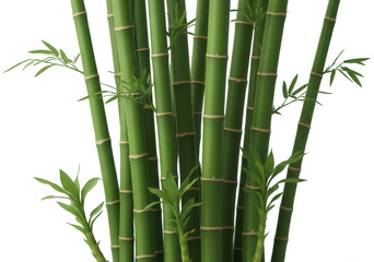 Fototapeta premium Detailed texture of vibrant green bamboo stalks on transparent background