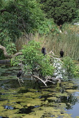 Three Neotropical Cormorants Resting on Submerged Tree Branch
