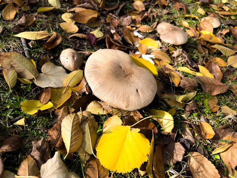 lepiota mushroom, leaves, fall season