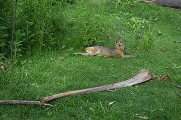 Patagonian Mara Resting on Grass