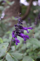 Purple Salvia Flower with Soft Bokeh Background