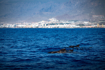 Fototapeta premium Killer whales swimming near the island of Tenerife