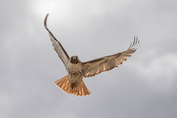 Soaring Red-tailed hawk