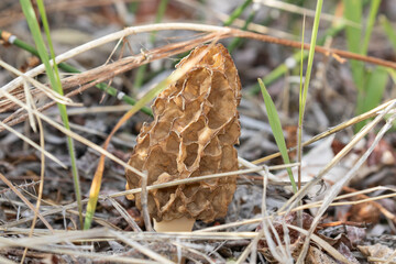 Morel mushroom in dried grass